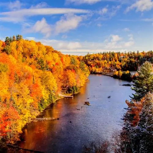Вид с воздуха на осенние листья в Мичигане