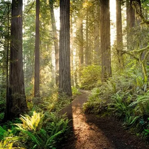 Рассвет в секвойе