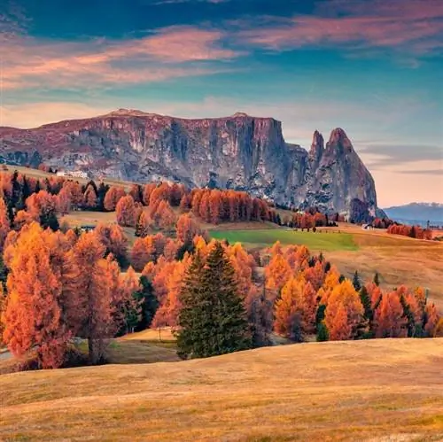 долина с красными деревьями