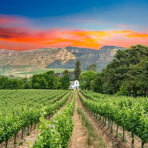 Винодельческое хозяйство Buitenverwachting на восточных склонах винного маршрута Констанцияберг, Кейптаун, Южная Африка