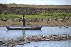 Вожак стаи 5250384305 l 249x167 Фоторепортаж: Еще из Мьянмы