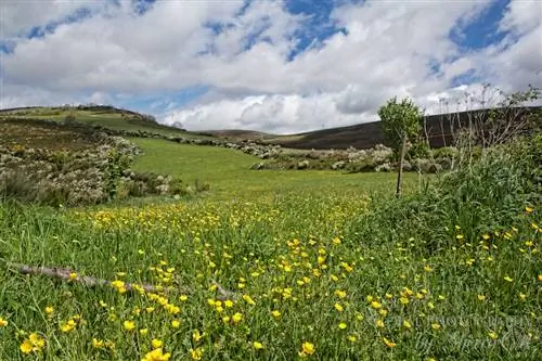 весенние луга