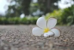 Неповрежденный 4375591888 l 249x167 Азартные игры в Пойпете, Камбоджа