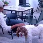 Раста-собака Куки