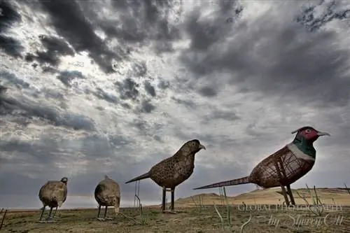 фазаны в прериях