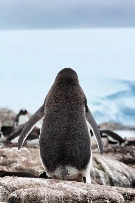 Baby Got Back - вид сзади пингвина