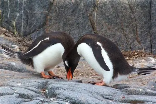 Синхронные пингвины