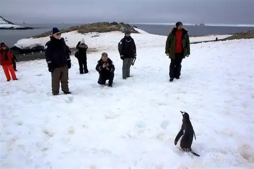 поза пингвина