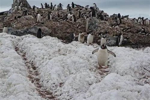 лежбище пингвинов