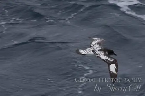 Скольжение без усилий