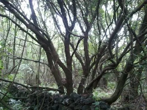 Годжавал, податель жизни, тайн и магии