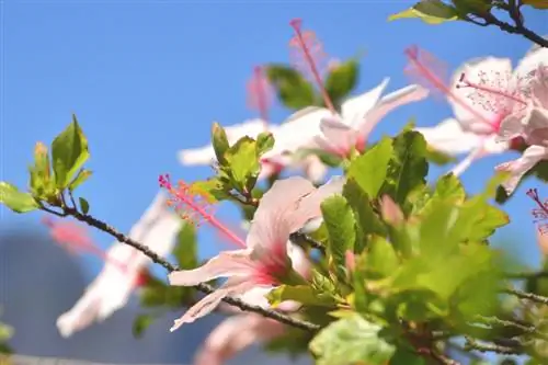 Если вы когда-нибудь устанете смотреть на дорогие дома, прогуливаясь по Си-Пойнт, просто посмотрите на красивые цветы.