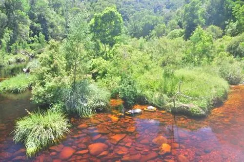 Контраст красной воды и зеленых лесов у реки Стормс поразителен