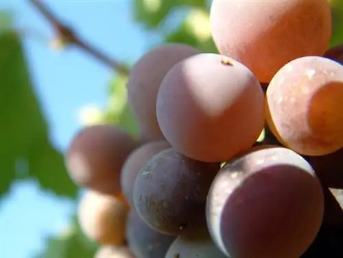 винный виноград