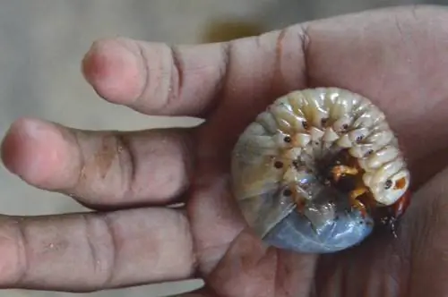 Парк Тайрона также является домом для менее красивых существ.