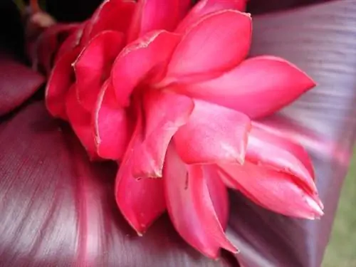 красный имбирь