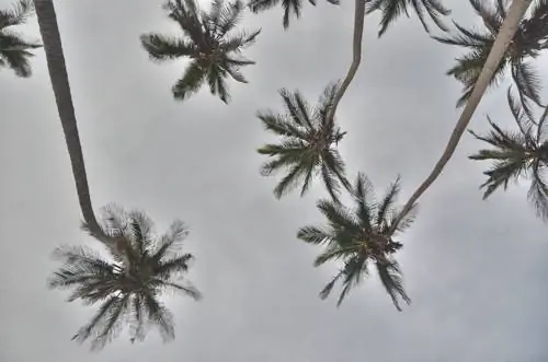 Глава совета местных жителей в колумбийском парке Тайрона