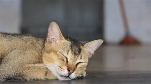 Кошка на Шри-Ланке