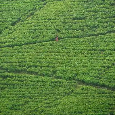 Чайная страна Шри-Ланка