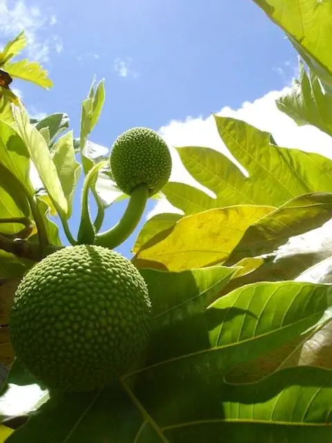 хлебное дерево