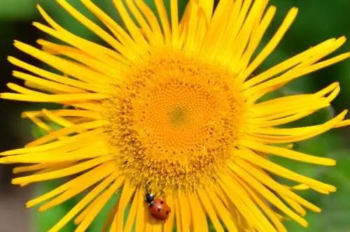 сады метисов