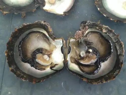 жемчужная ферма