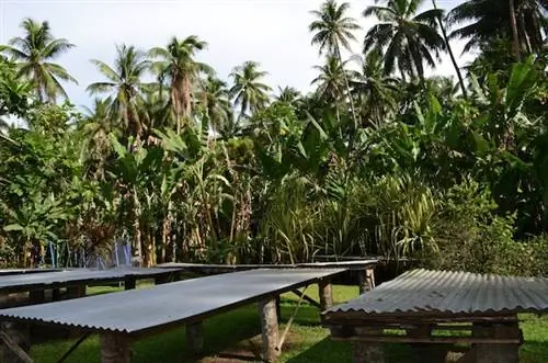 плантация ванили