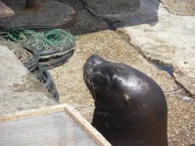 морские львы Пунта-дель-Эсте