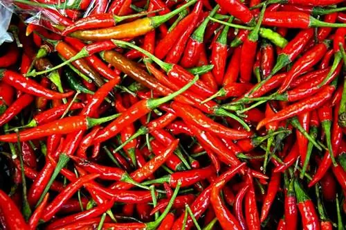 перцы чили