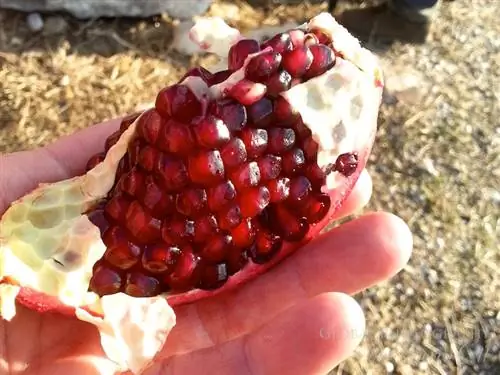 Гранат индейка Гранат индейка