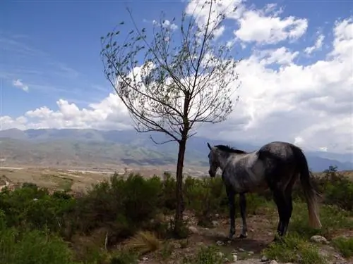 Образ жизни гаучо в Аргентине
