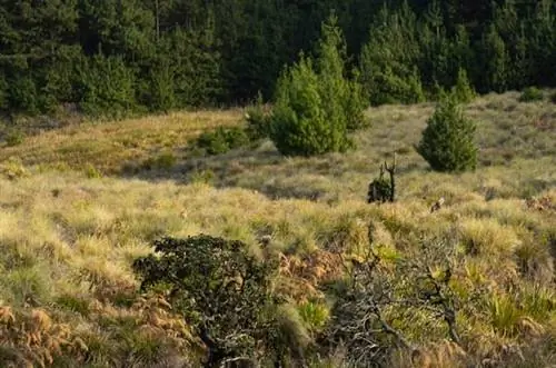 Национальный парк Сайлент-Вэлли