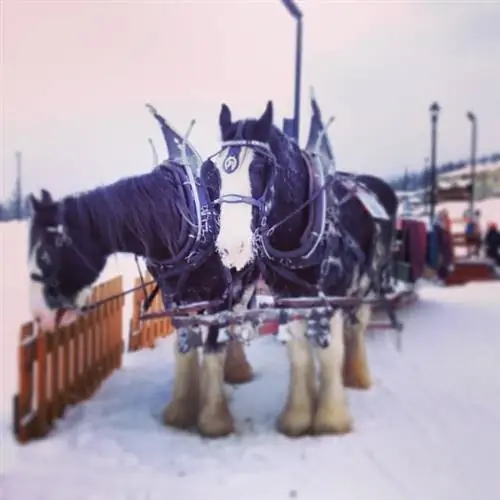 6) Смена темпа во время поездки в повозке, запряженной лошадьми.