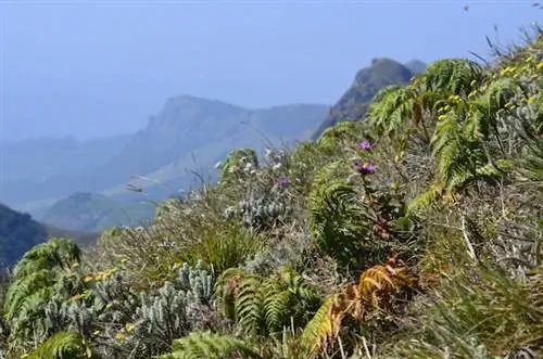 Поход на Мессапулималу