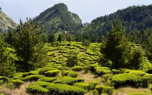 Чайная плантация Колуккумалай