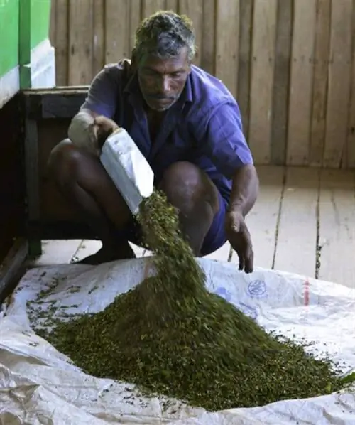 чайная фабрика