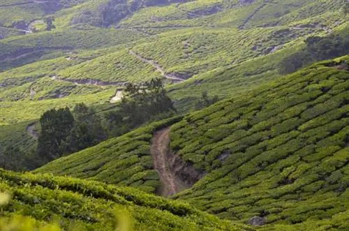 Сурианелли