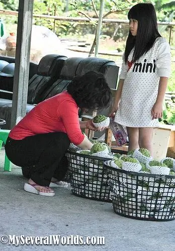 Сезон заварных яблок на Тайване