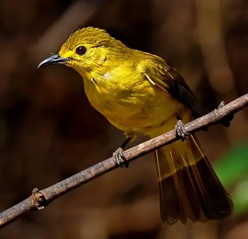 бюльбюль желтобровый