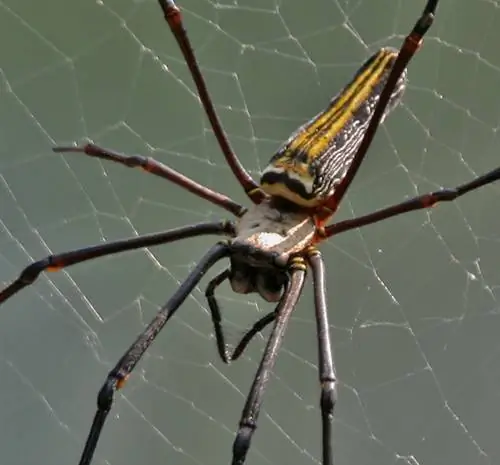 деревянный паук