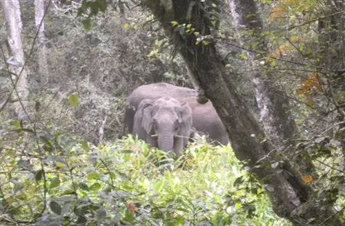 индийский слон