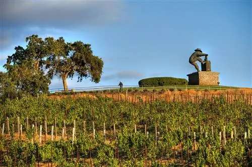 Виноградники Напы