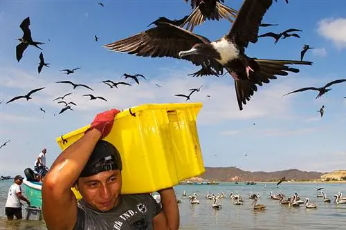 Маршрут Рута-дель-Соль в Эквадоре с волнами & Чайки