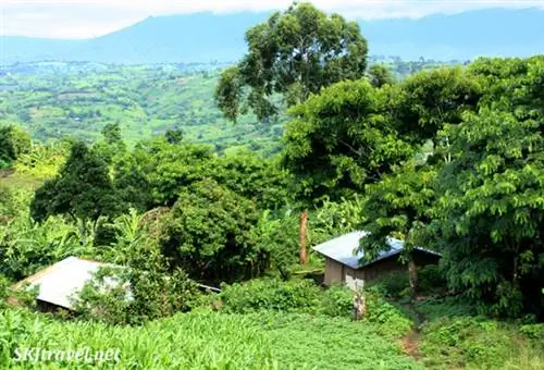 Дом и сарай, где я видел, как бананы превращаются в ликер