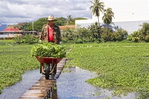 Сумида водяной кресс