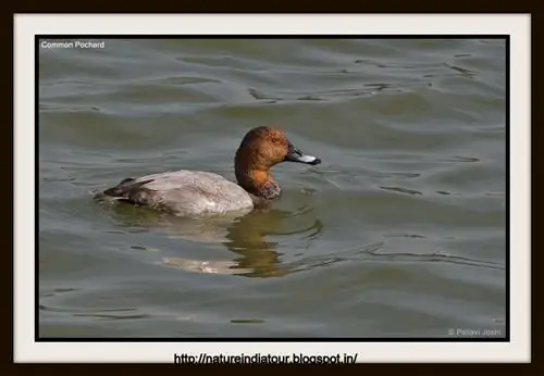 common_pochard1