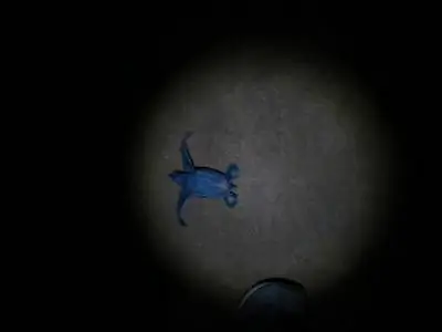 Детеныш черепахи на пляже.