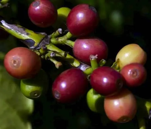 кофейная вишня