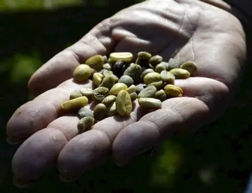 кофейные зерна