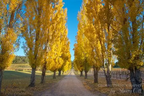 Осенние краски